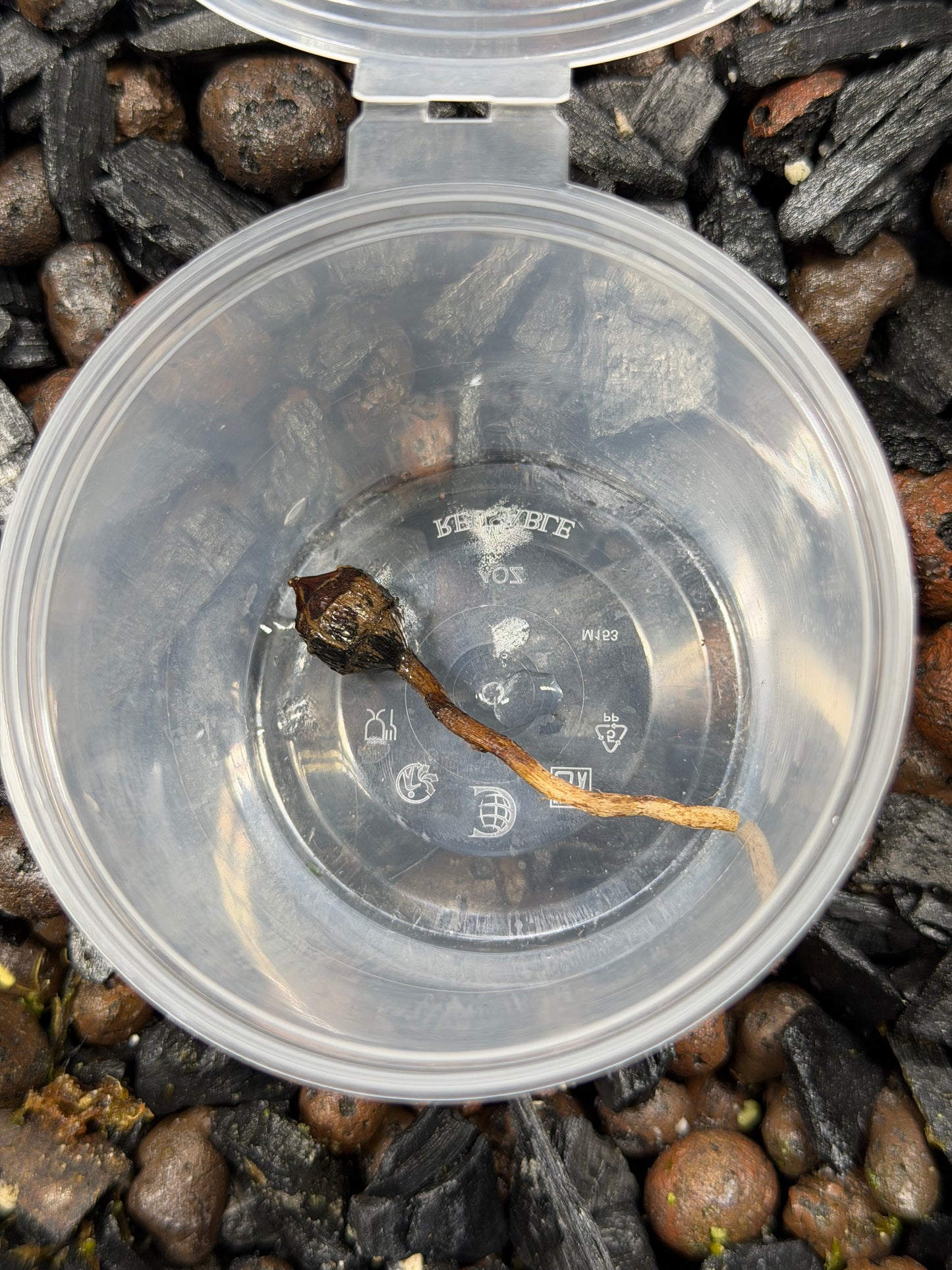 Alocasia Regal Shield Albo - Corm