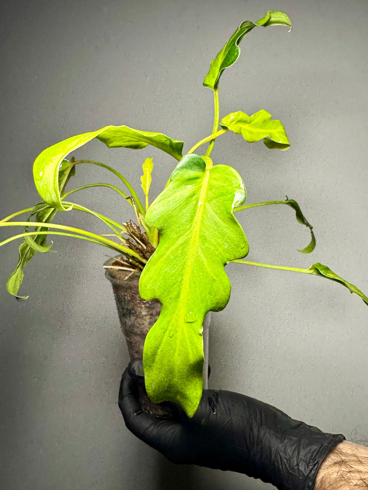 Philodendron Xanadu Variegata Green and White Plants