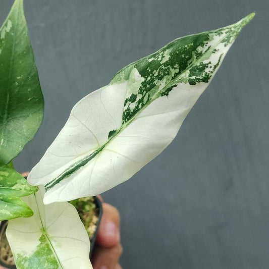 Alocasia Simpo Albo Variegata - Précommande Green and White Plants