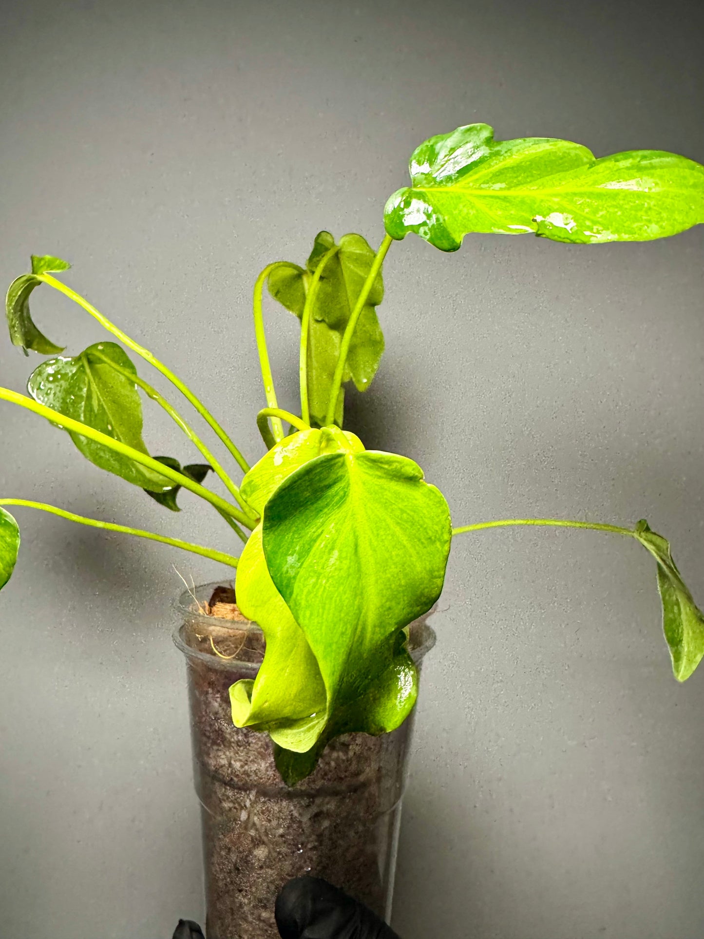 Philodendron Xanadu Variegata Green and White Plants