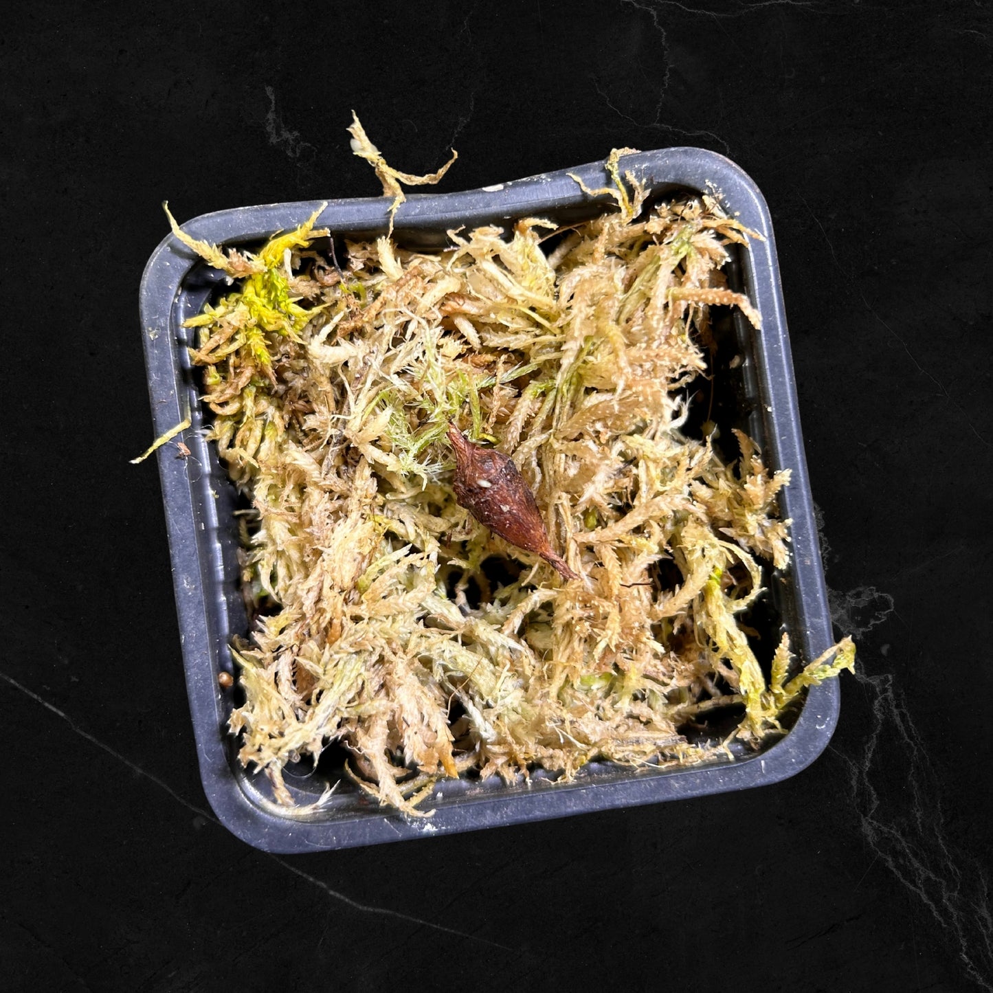 Alocasia Longiloba Super Narrow Lemon Aurea Variegated - Zwiebel