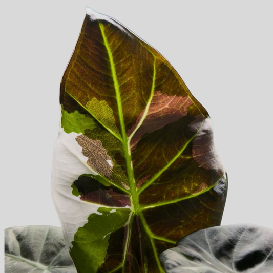 Alocasia Regal Shield Albo - Bulbe