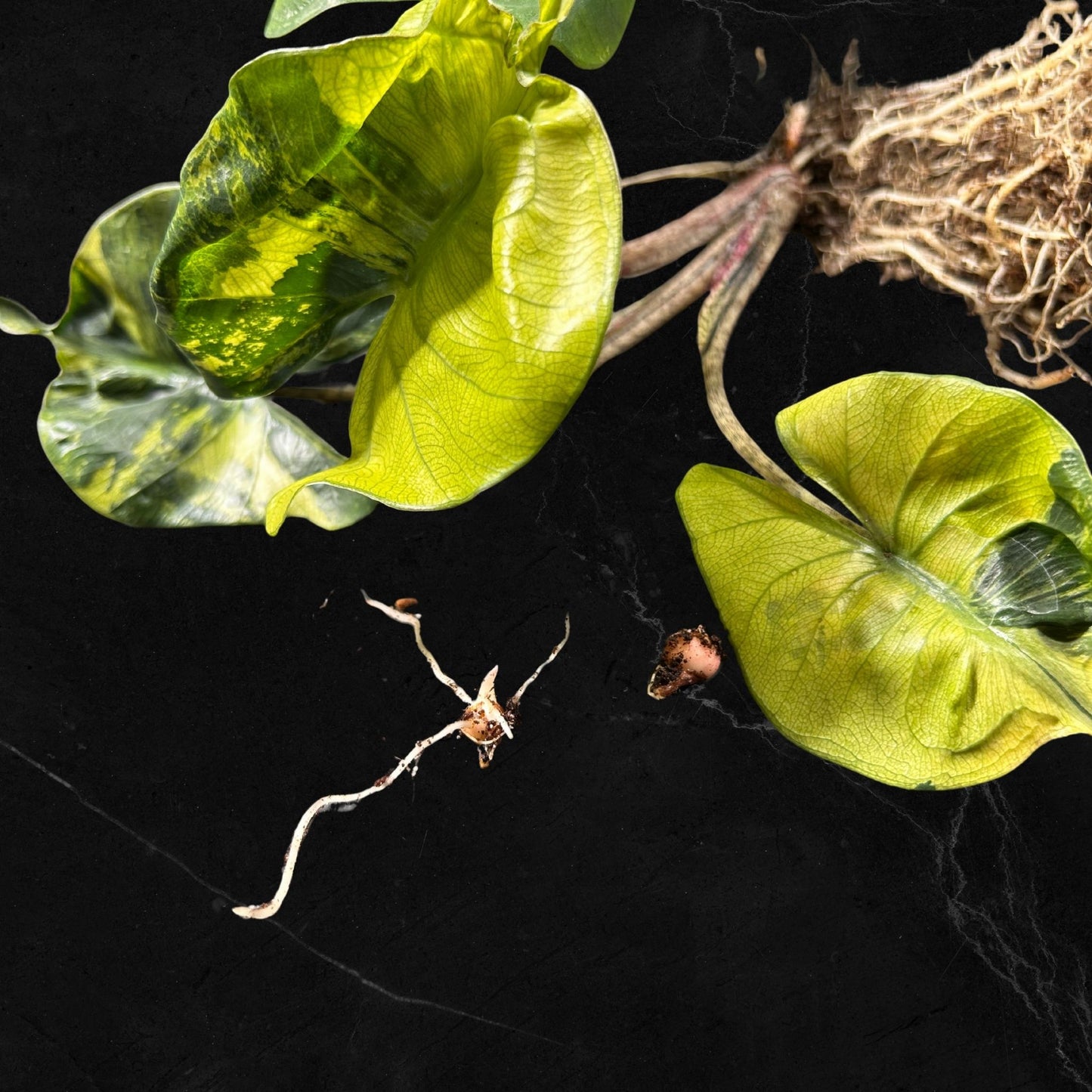 Alocasia Stingray Aurea Variegata - Bulbe
