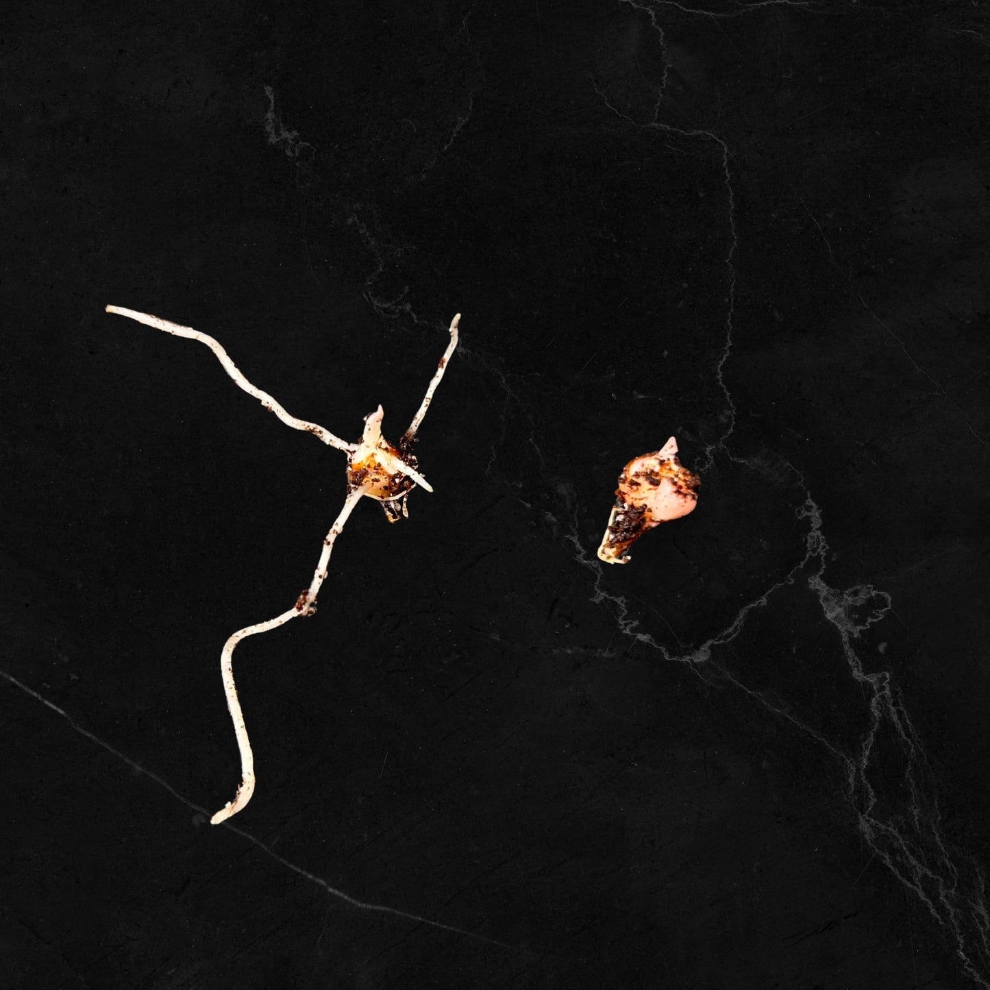 Alocasia Stingray Aurea Variegata - Zwiebel