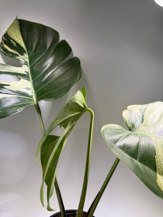 Monstera Jungle Mint