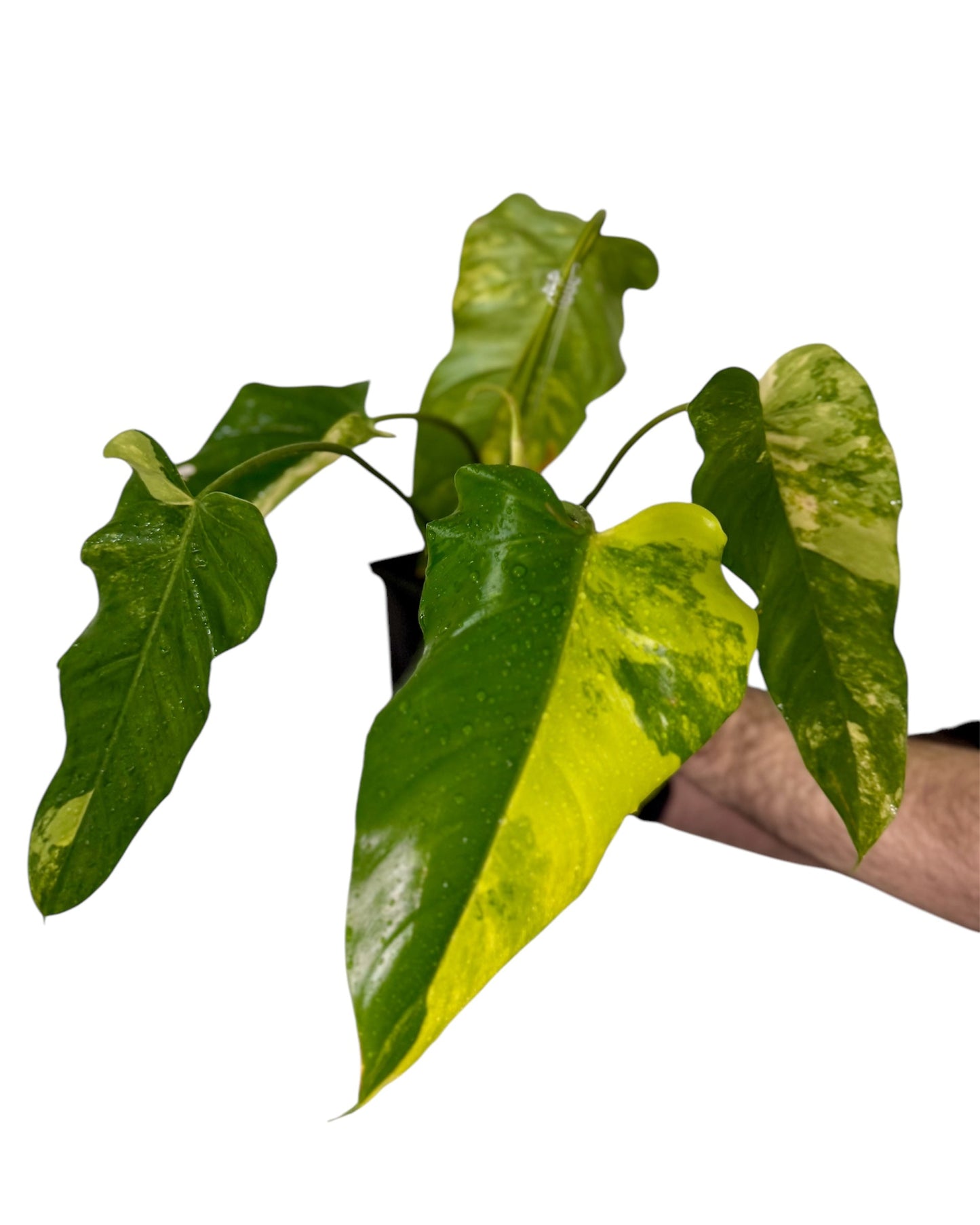 Philodendron Domesticum Variegata Green and White Plants