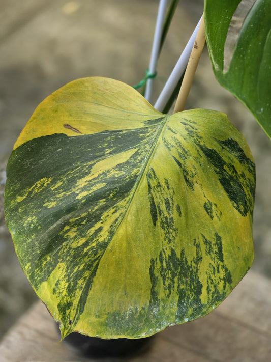 Monstera Deliciosa Orange Rusty Variegata - 30-day delivery