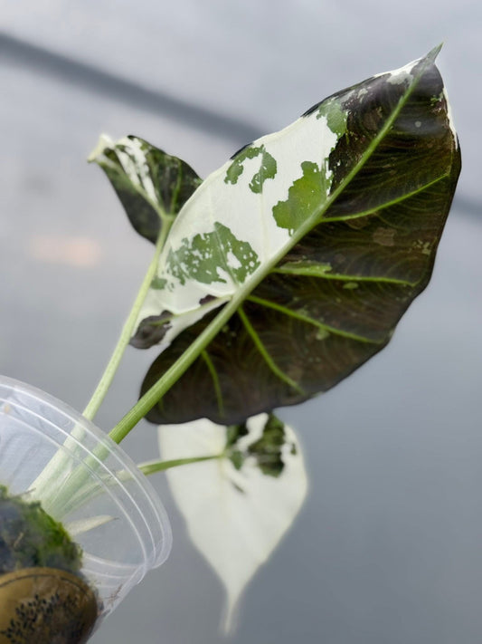 Alocasia Regal Shield Albo/Pink Variegata - 30-day delivery