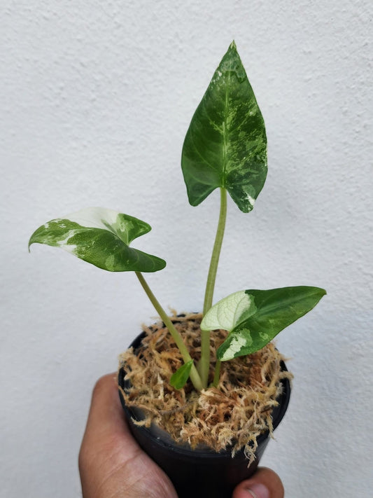 Alocasia Reginae Albo Variegata - Précommande Green and White Plants
