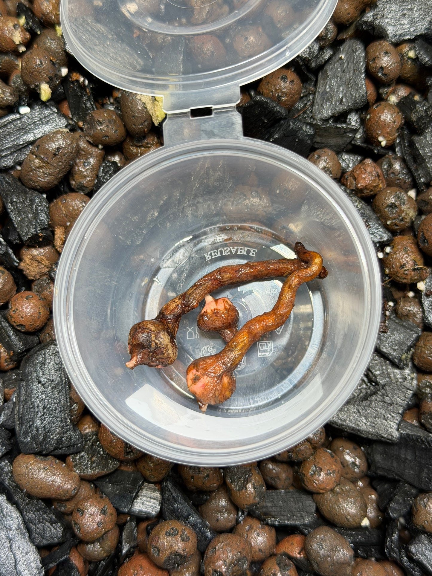 Alocasia Stingray Albo/Pink - Bulbe