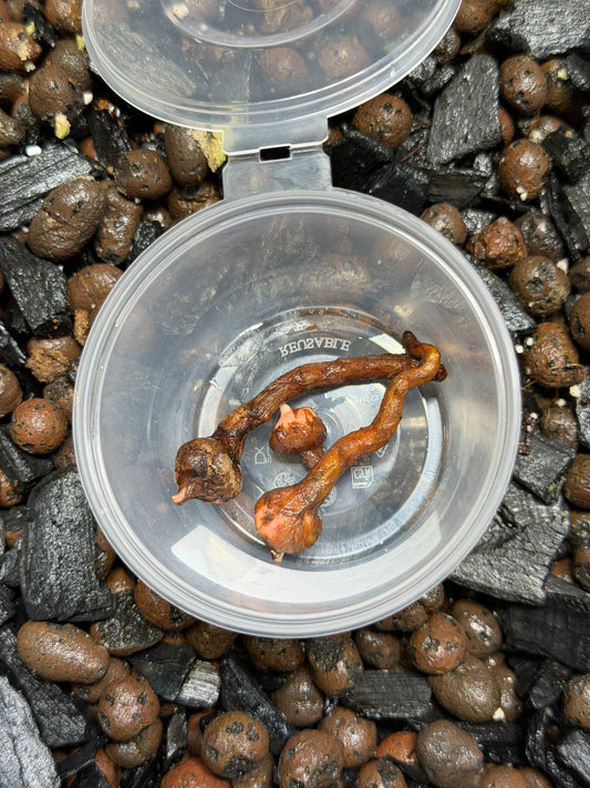 Alocasia Stingray Albo/Pink - Bulbe