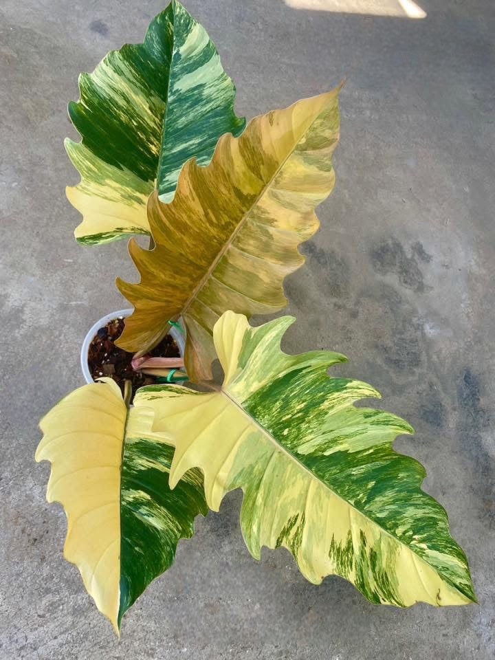 philodendron marble caramel Philodendron Caramel Marble Variegata – Rare Tropical Plant – Green and White Plants