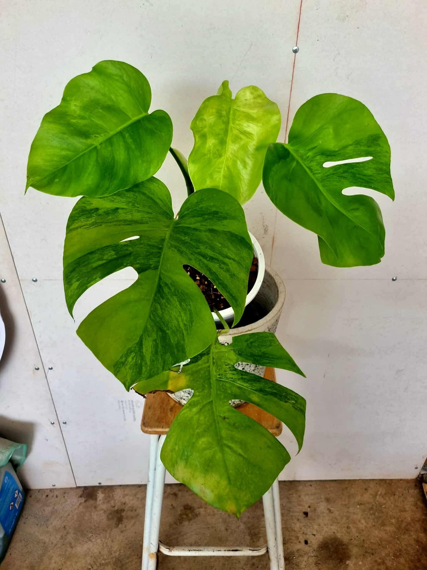 Monstera Green on Green - Sur Mesure