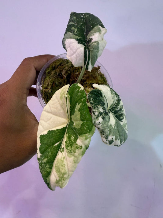 Alocasia Melo Albo - Précommande Green and White Plants