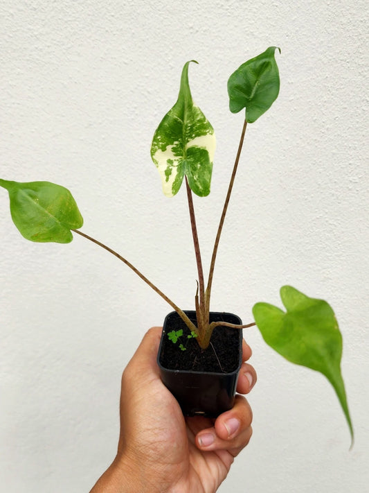Alocasia Stingray Albo Variegata - Précommande Green and White Plants