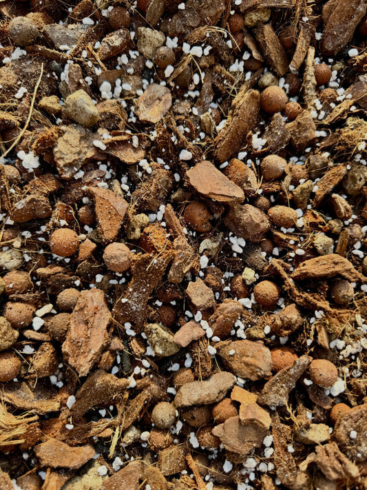 Substrat Aracée polyvalent professionnel (Homalomena, Begonia,...) Green and White Plants