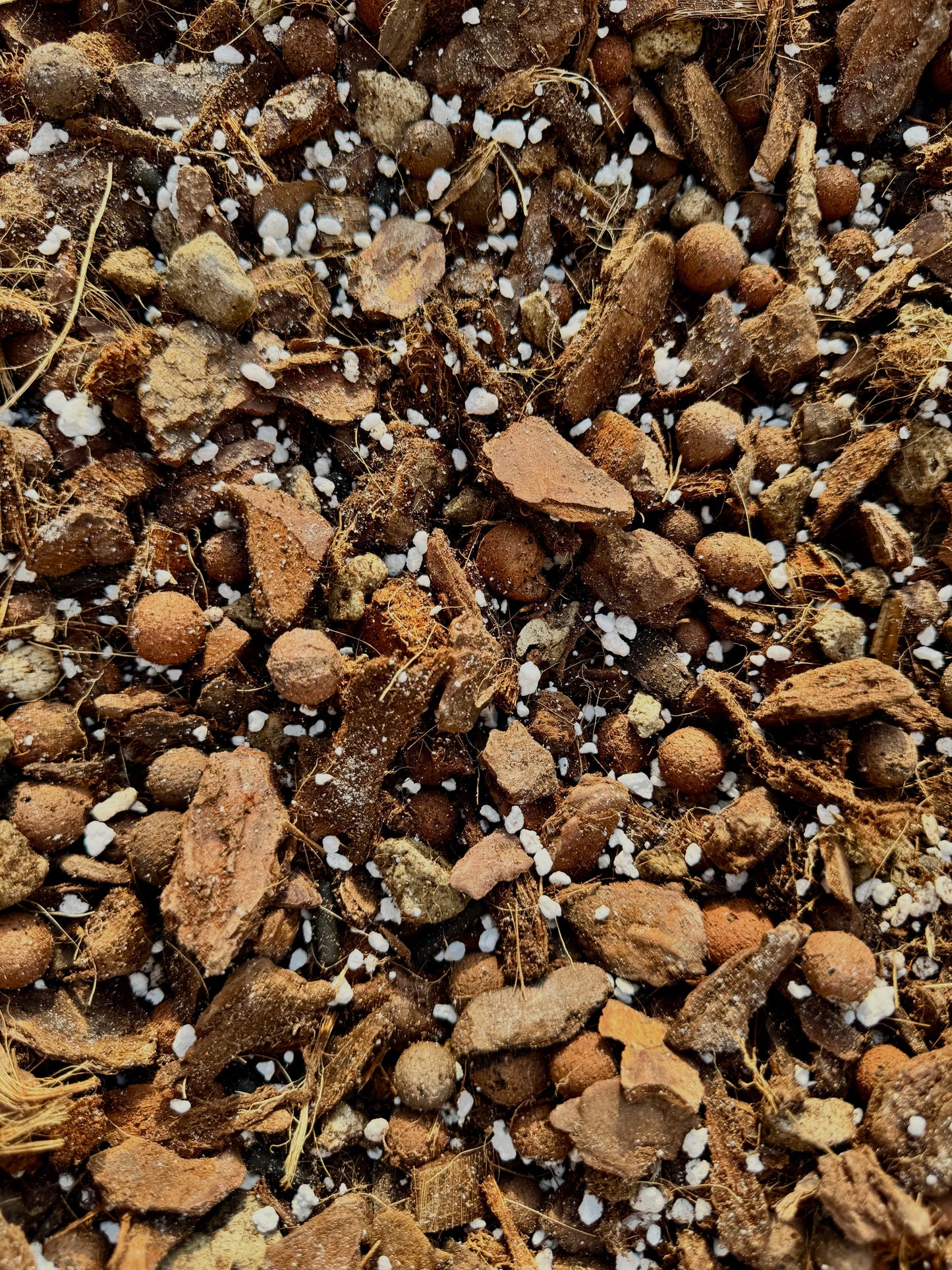 Substrat Aracée polyvalent professionnel (Homalomena, Begonia,...) Green and White Plants