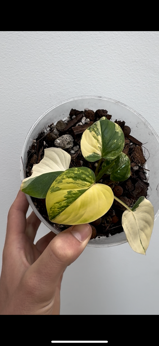 Homalomena Rubescens Tricolor / Alocasia Cucullata Albo Variegata - Sur Mesure