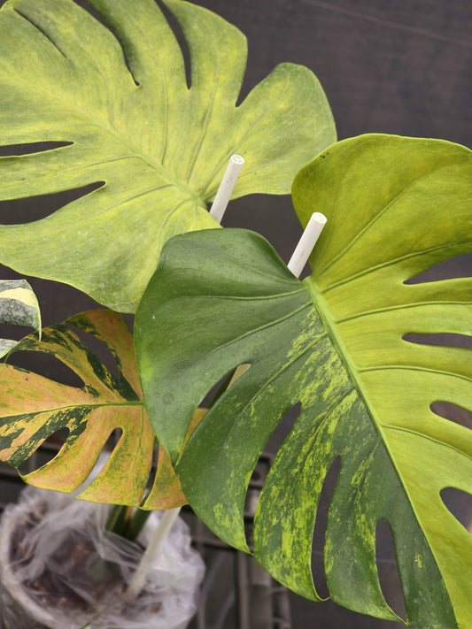 Monstera Deliciosa Orange Rusty variegata - Delivery 15 days
