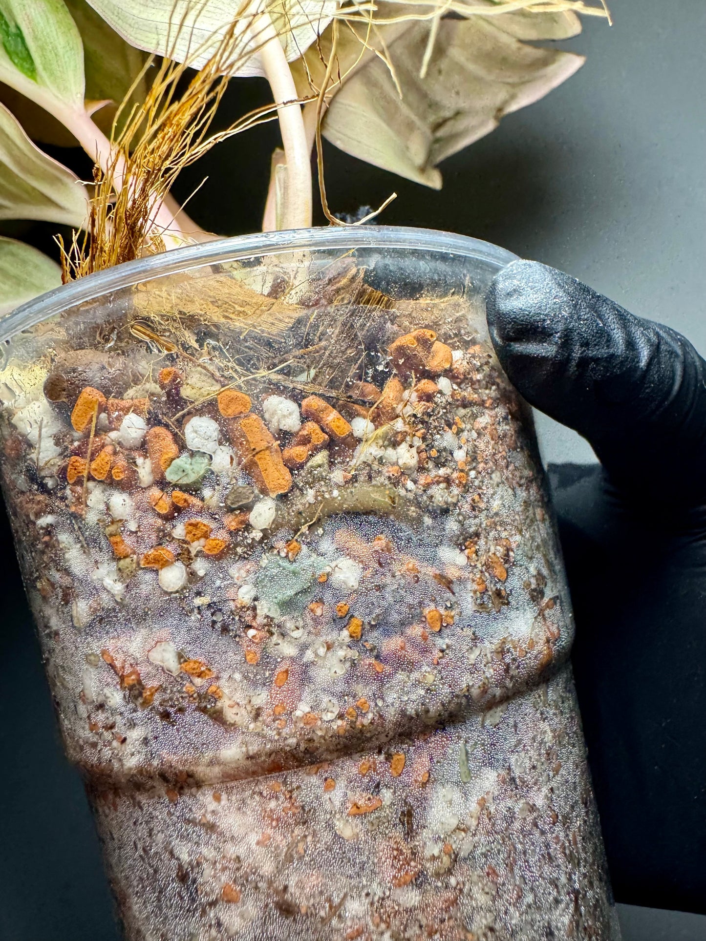 Aglaonema Kumlaingoenkumlaithong Green and White Plants