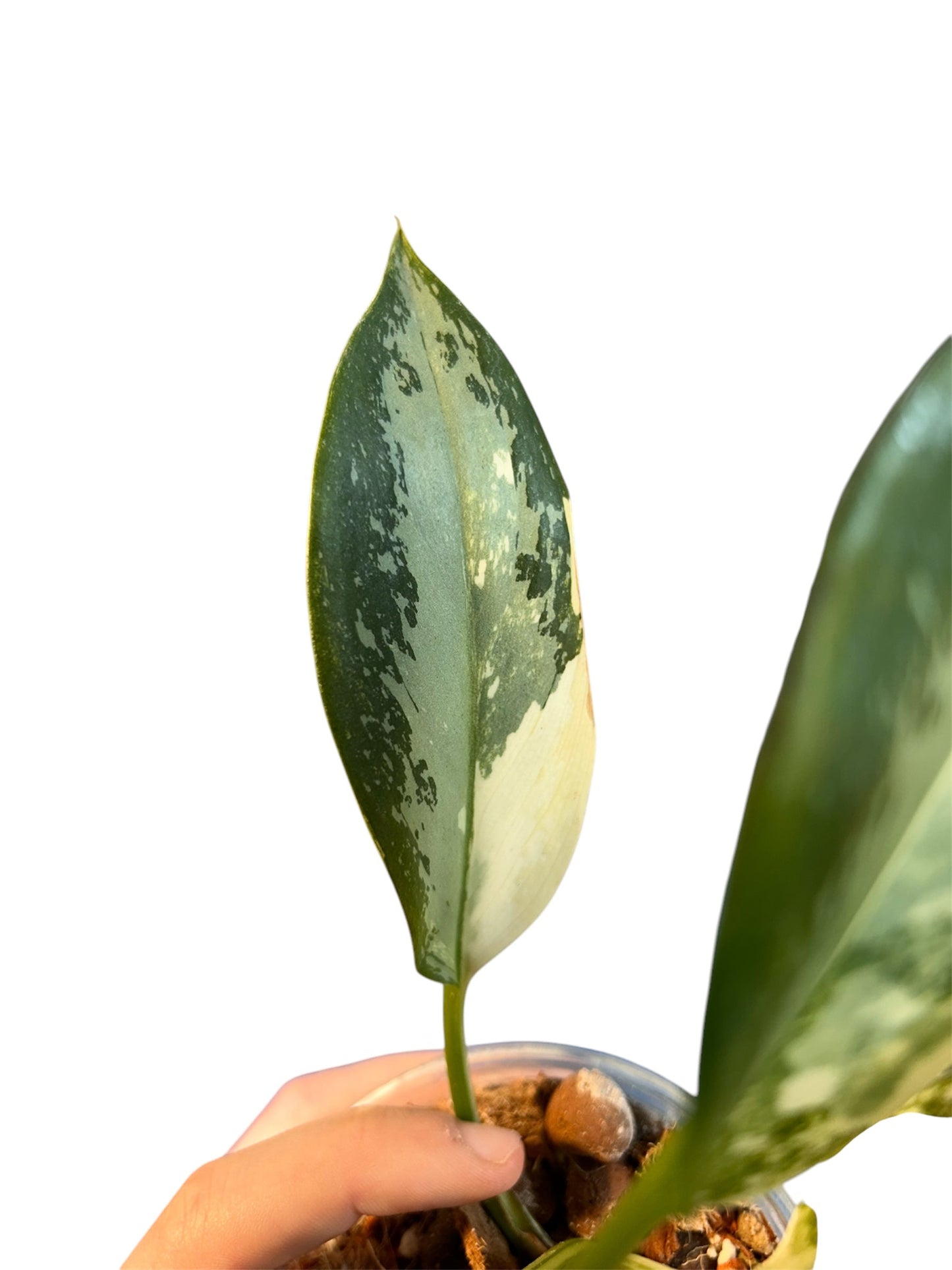 Aglaonema Suvarnnaphumi Variegata Green and White Plants