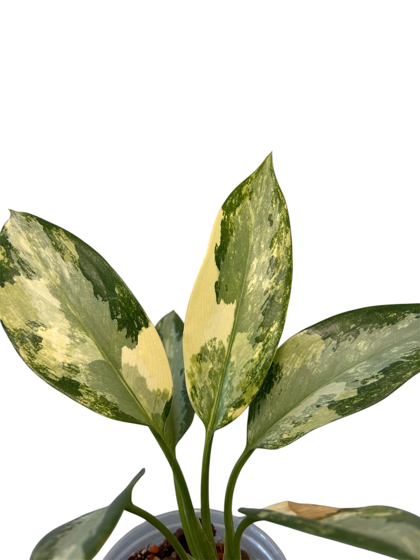 Aglaonema Suvarnnaphumi Variegata Green and White Plants