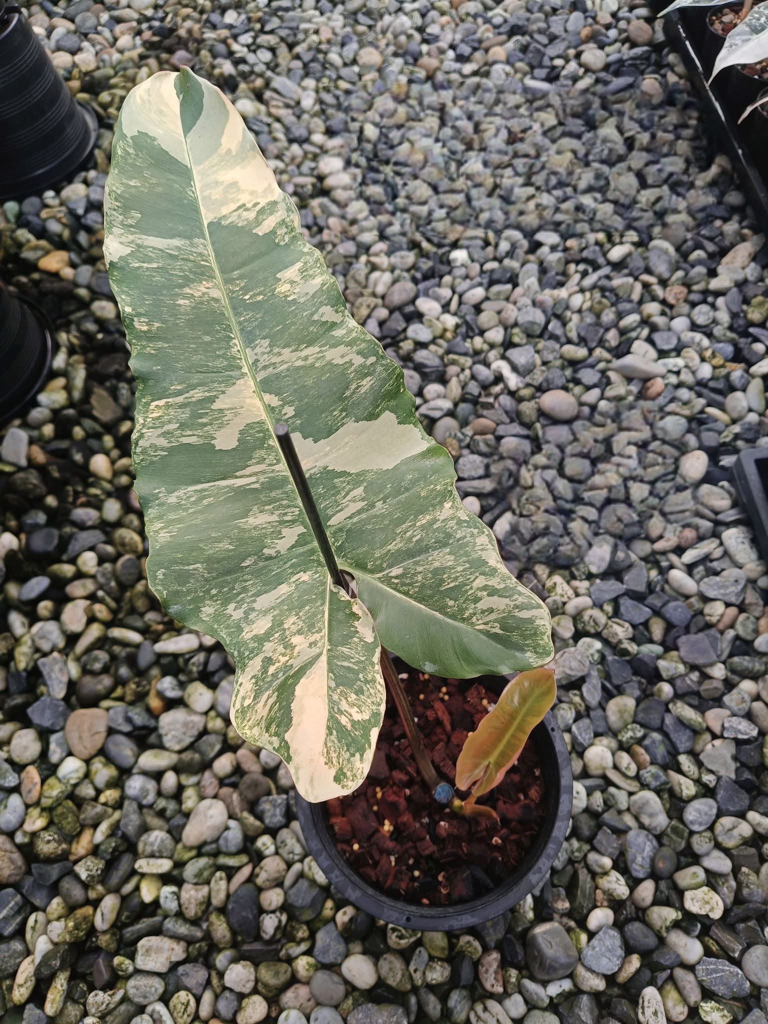 philodendron black beauty Philodendron Brown Beauty – Florida x Black Billietiae – Green and White Plants