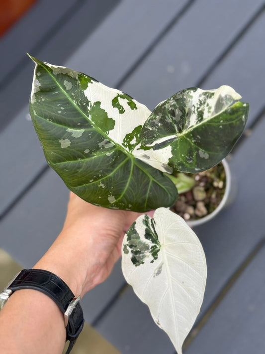 Alocasia Regal Shield Albo/Pink Variegata - Delivery 15 days