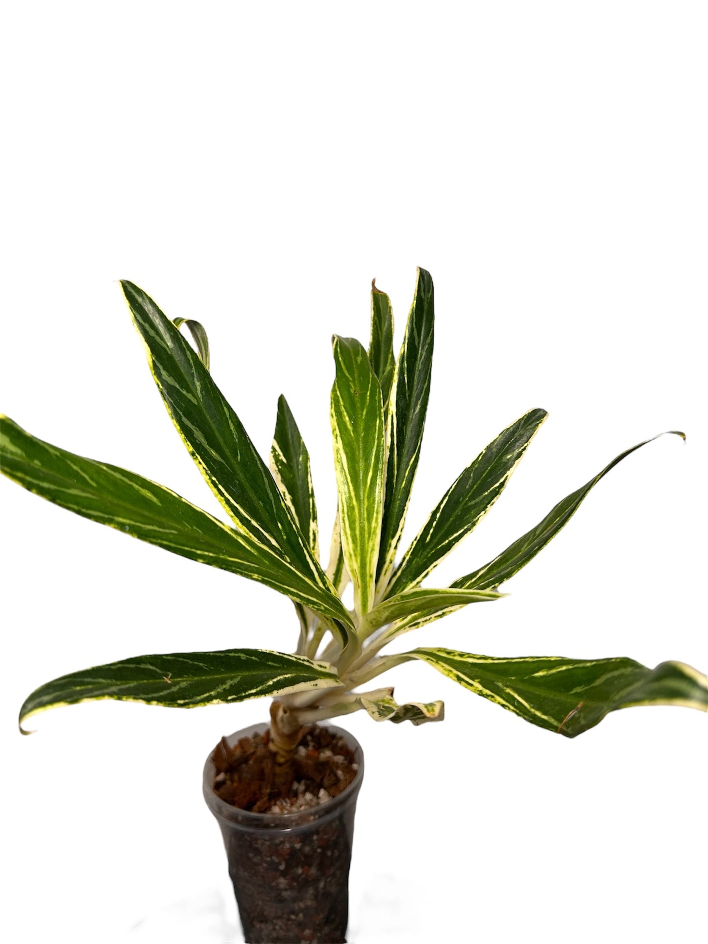 Aglaonema Setthee Ruangkhao Green and White Plants
