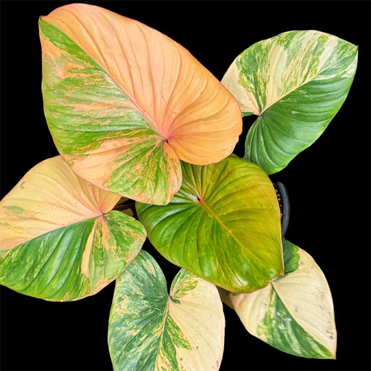 Homalomena Rubescens Pink Tricolor - Tronçon