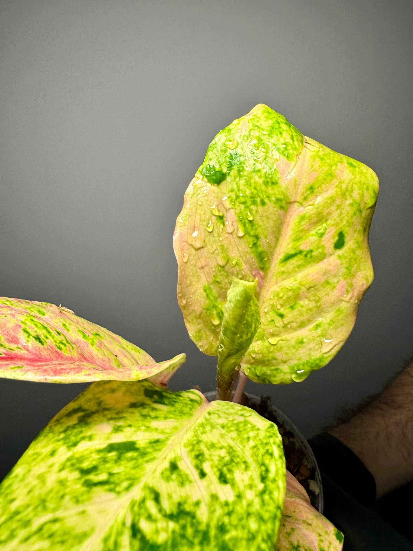 Aglaonema Kumlaingoenkumlaithong Green and White Plants