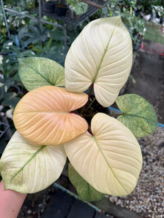 Homalomena Rubescens Full-mint/Pink Variegata - Delivery 15 days