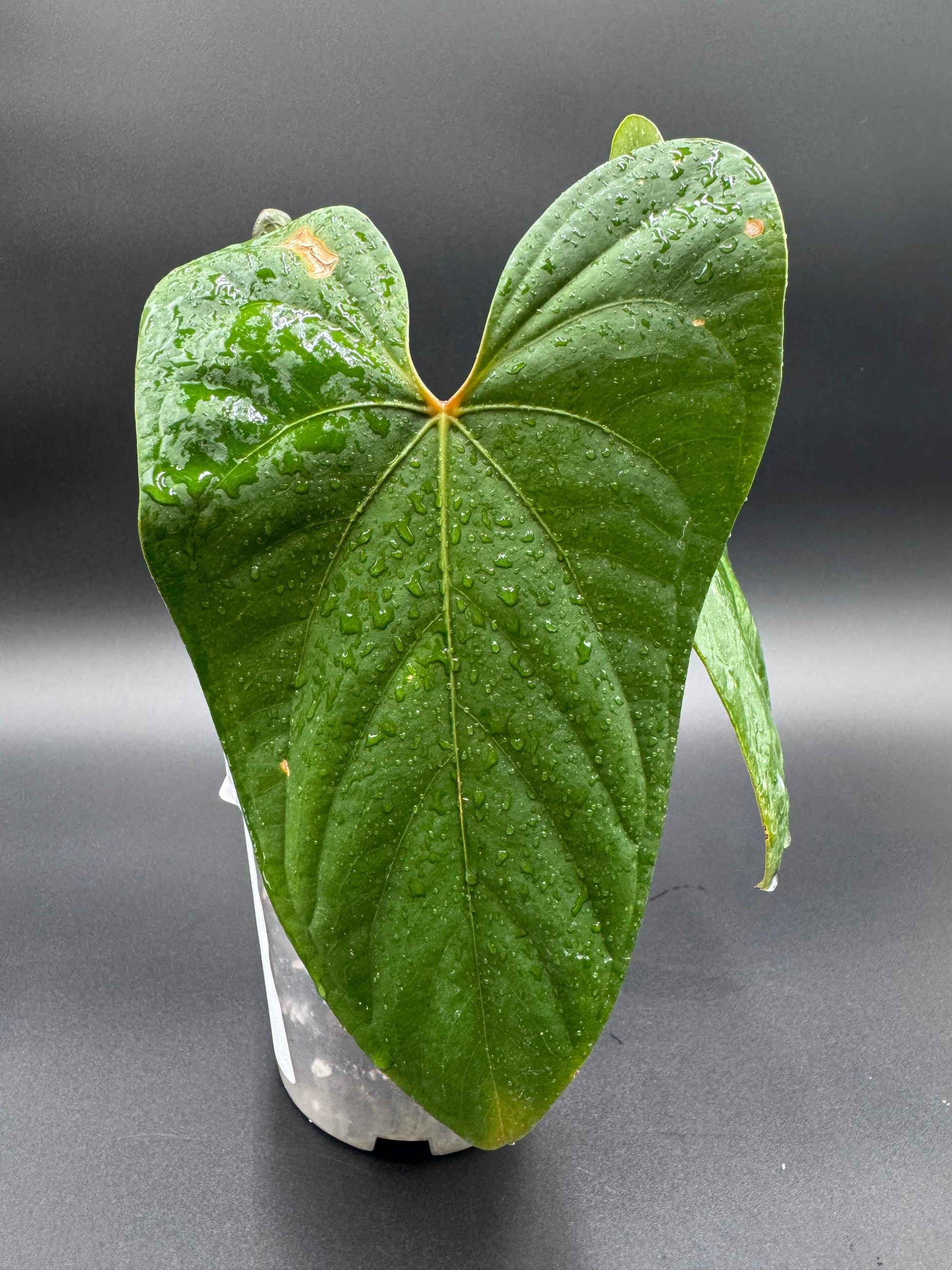 Anthurium Sagittatum x Red Dark Phoenix Green and White Plants