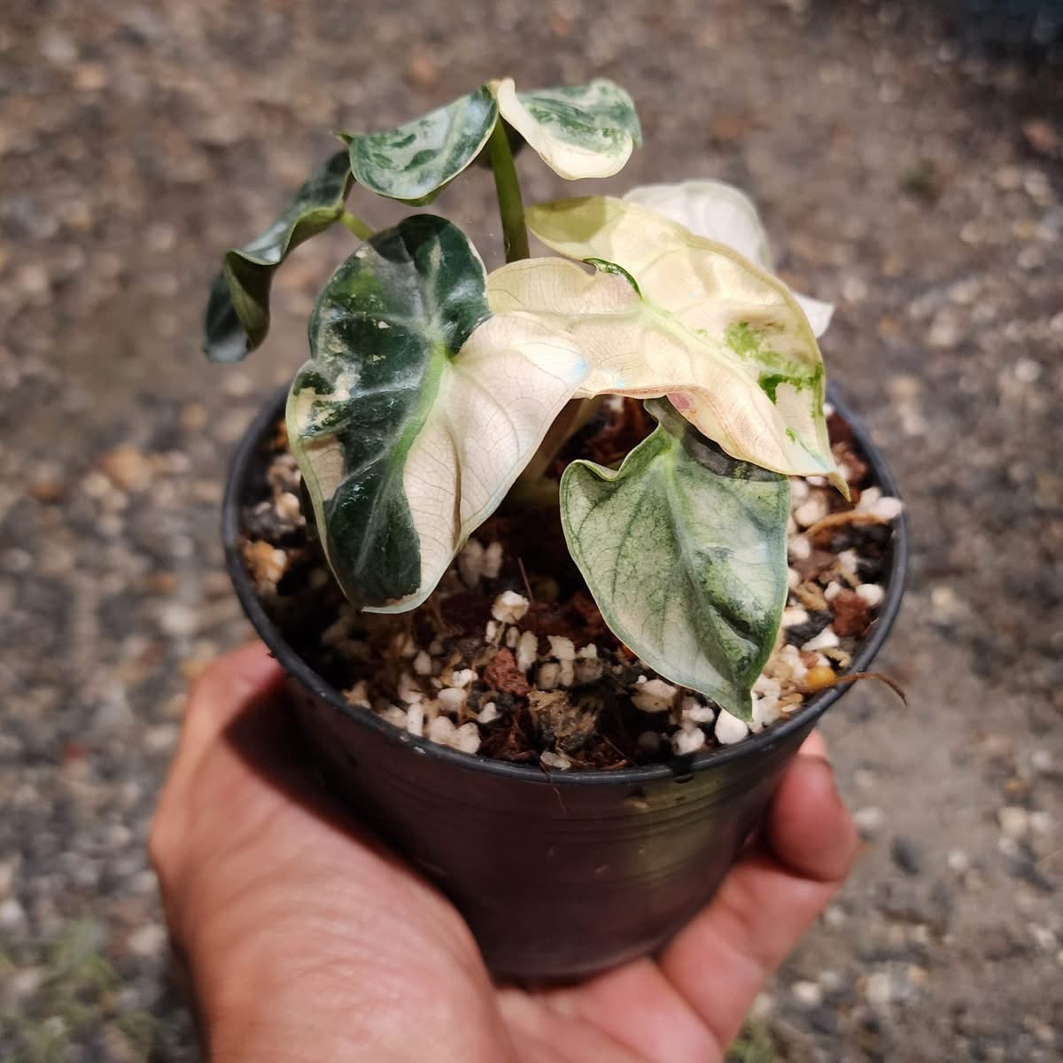 Alocasia Balloon Heart Albo/Pink Green and White Plants