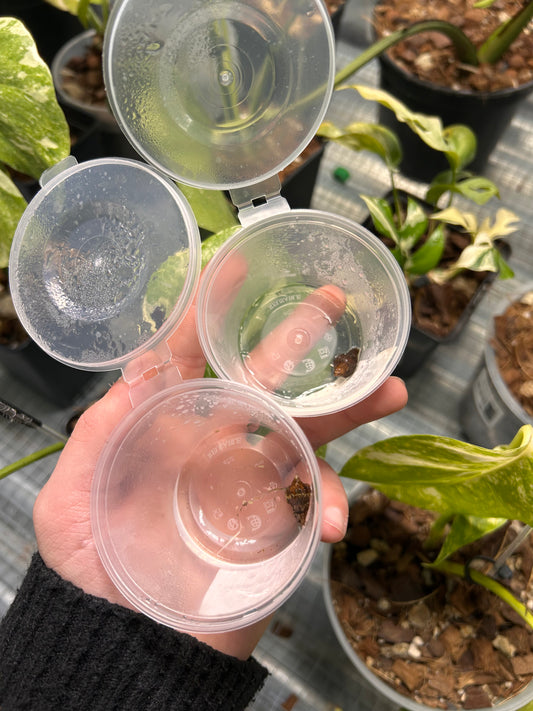 Alocasia Pseudo Sanderiana Aurea Variegata - Bulbe