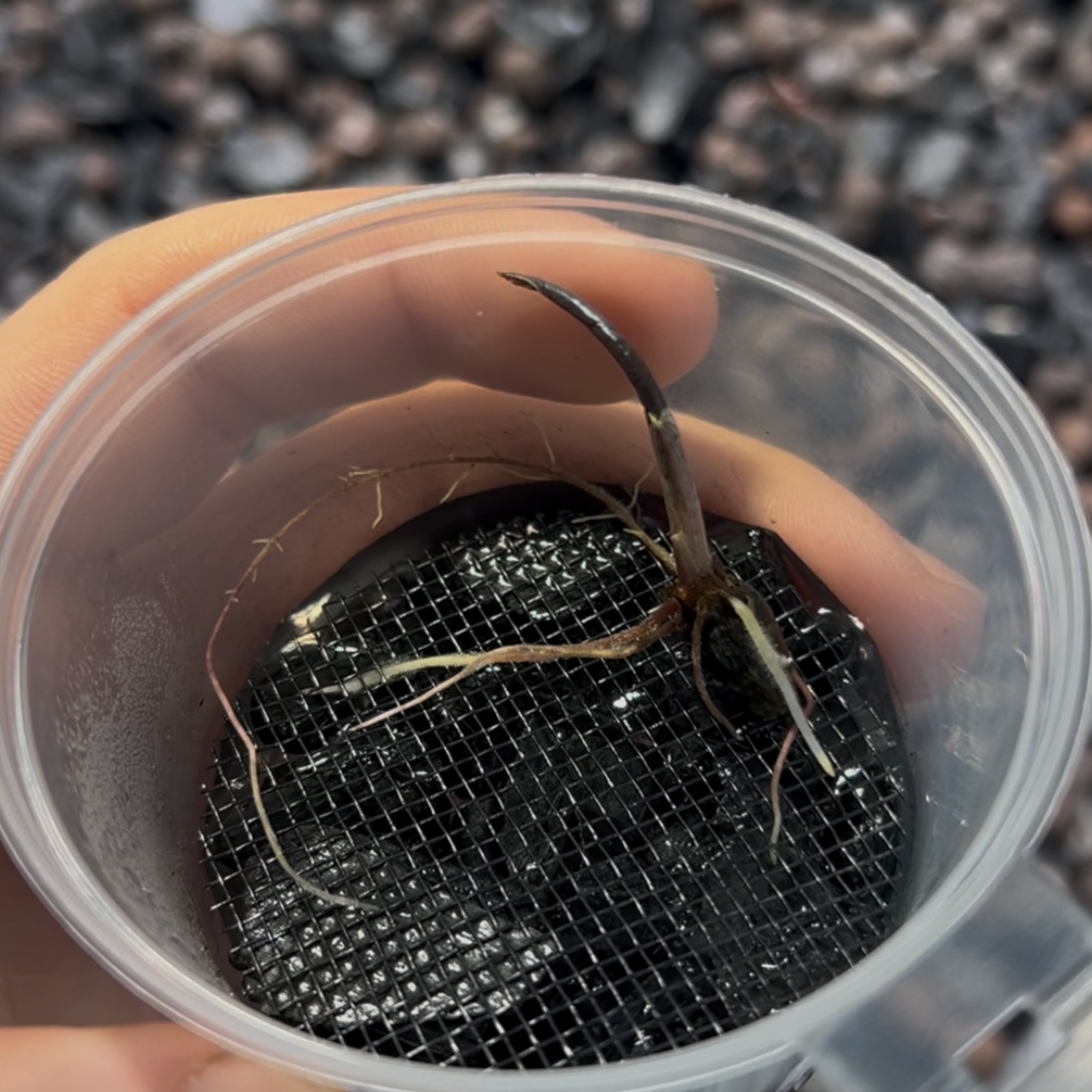 Root Starter / Pot de croissance pour bulbes