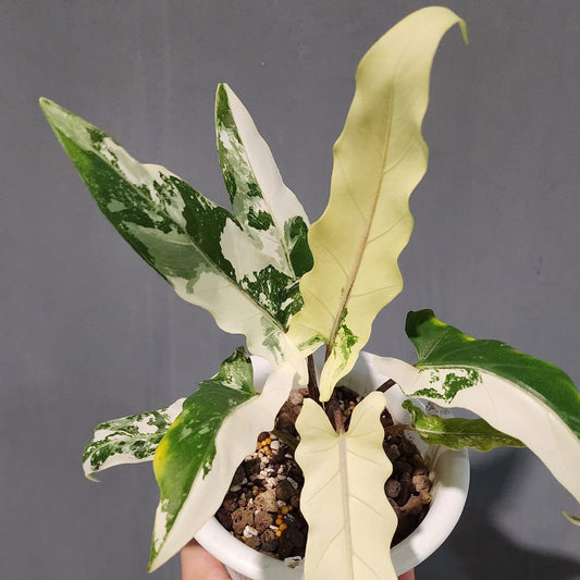 Alocasia Lauterbachiana Albo - Précommande Green and White Plants