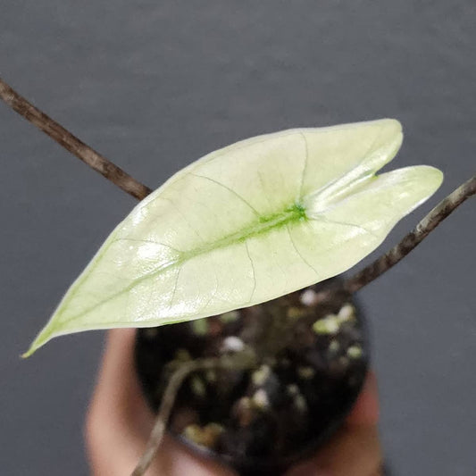 Alocasia Zebrina Mint Variegata - Précommande Green and White Plants