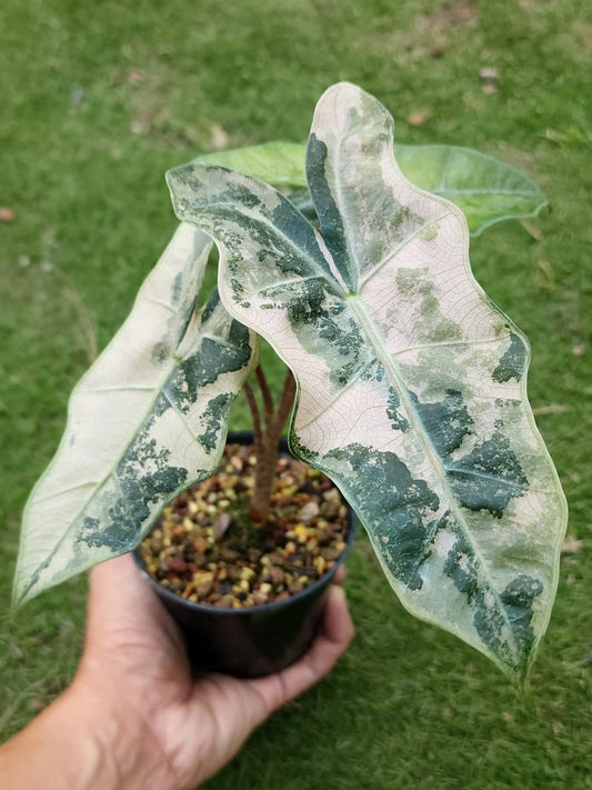 Alocasia Pseudo Sanderiana Albo/Pink Variegata - Précommande Green and White Plants