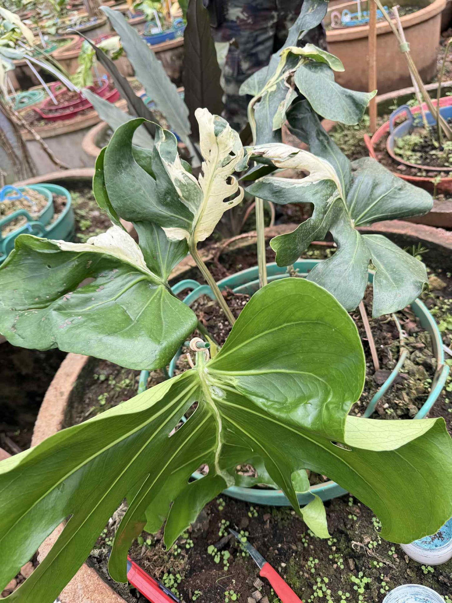 Monstera Deliciosa Concorta Albo Variegata - Livraison 30 jours