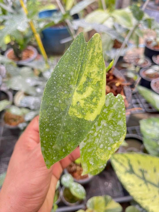 Alocasia Longiloba Aurea - Sur Mesure