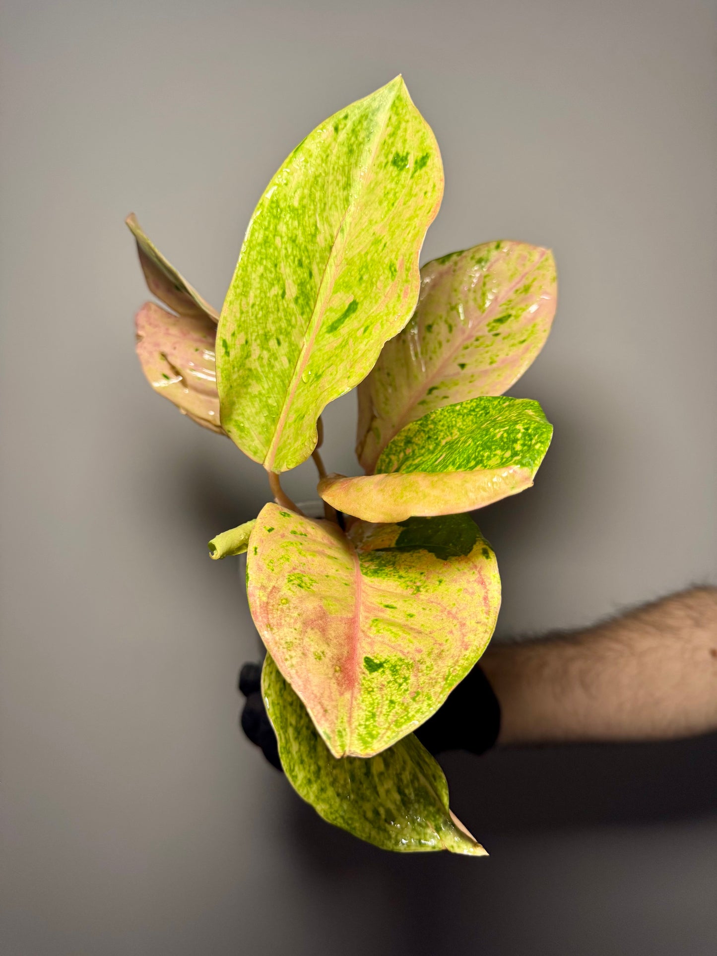 Aglaonema Kumlaingoenkumlaithong Green and White Plants