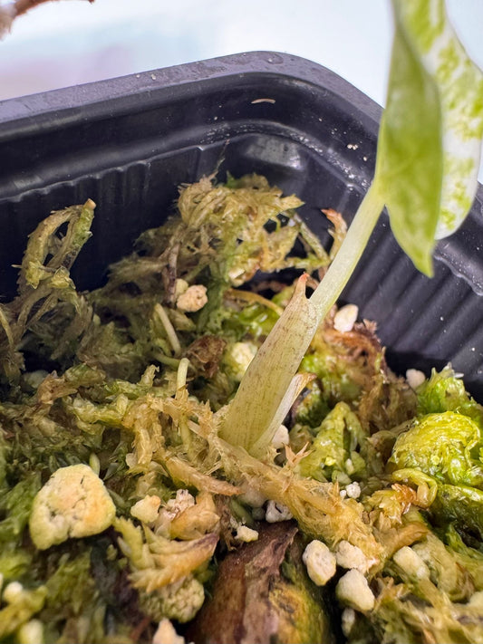 Alocasia Cuculatta « Wagyu » Albo Variegata - Tronçon (1/2 petites feuilles)