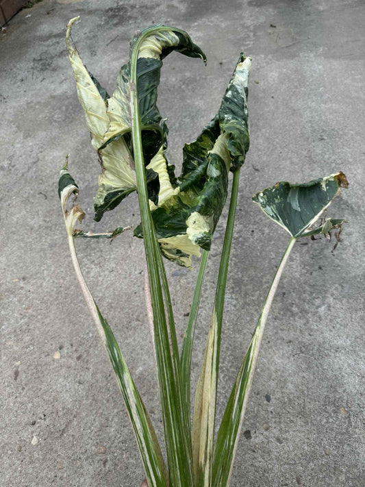 Bulbe Alocasia Cucullata Crinkless Albo