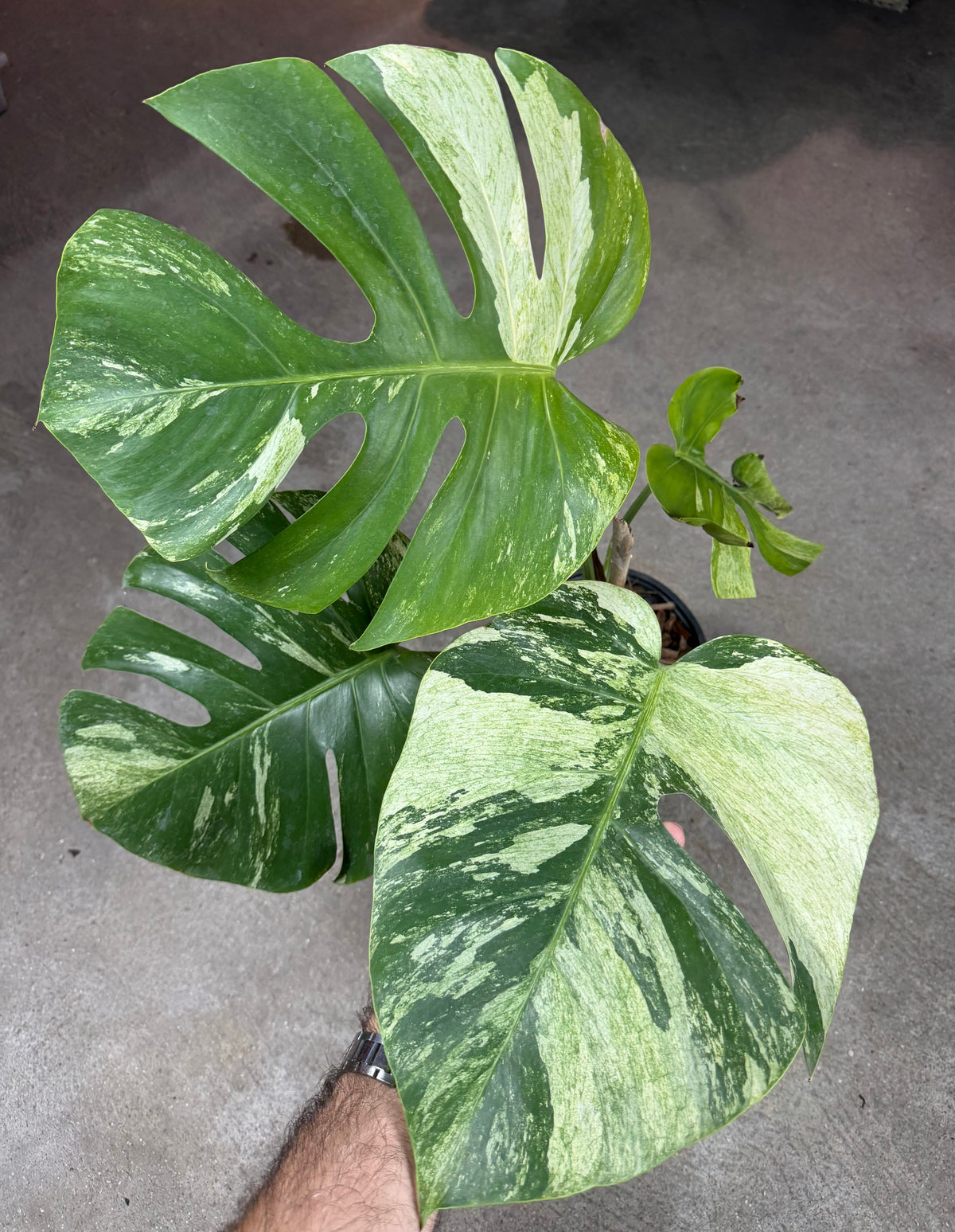 Monstera Jungle Mint