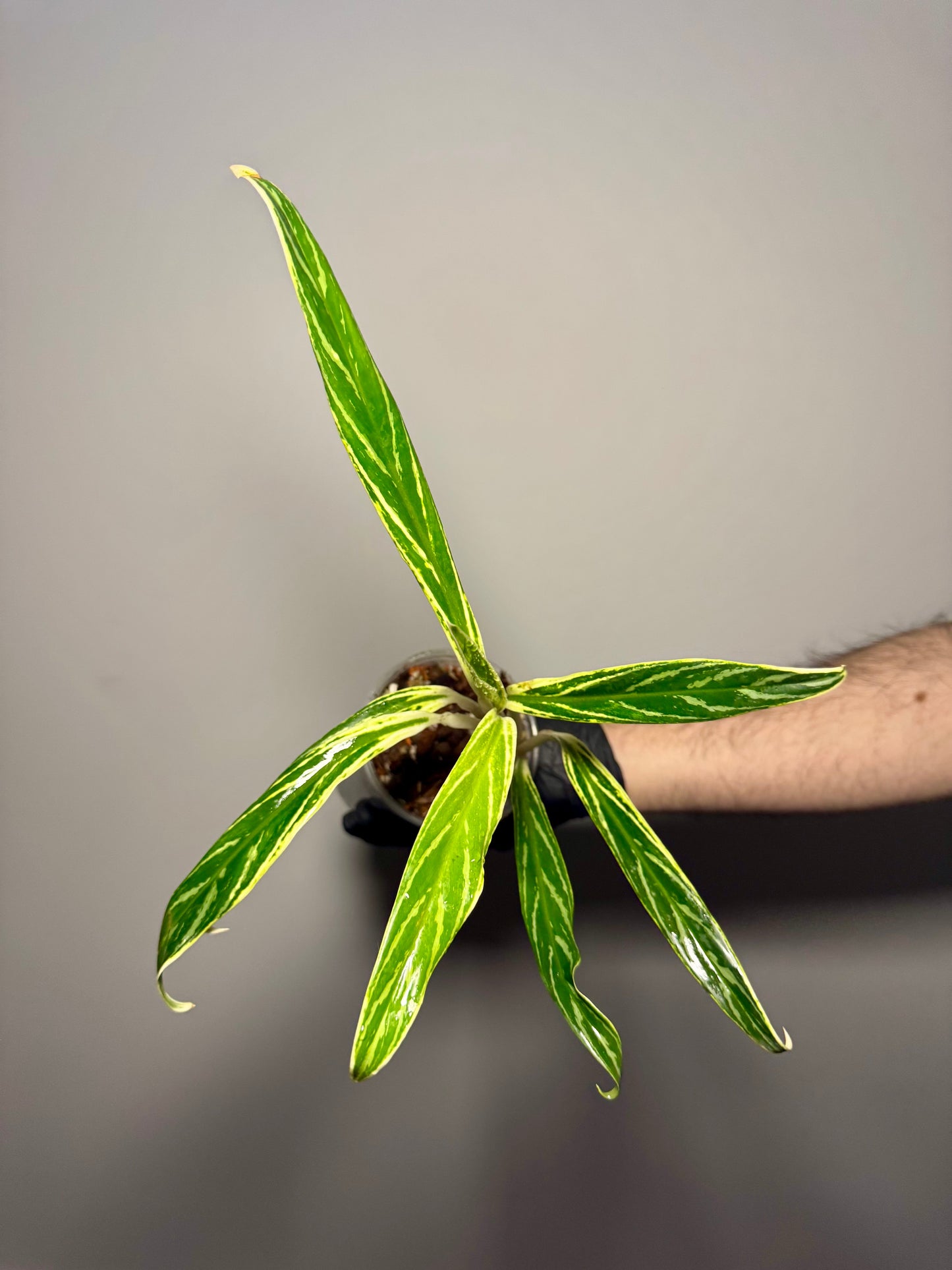 Aglaonema Setthee Ruangkhao Green and White Plants