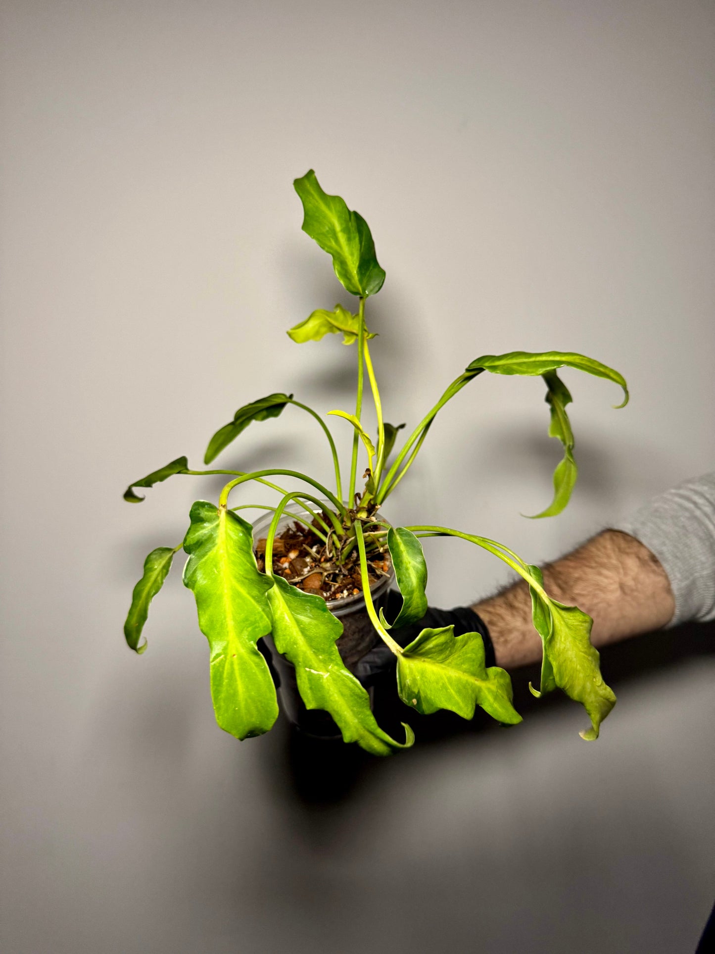 Philodendron Xanadu Variegata Green and White Plants