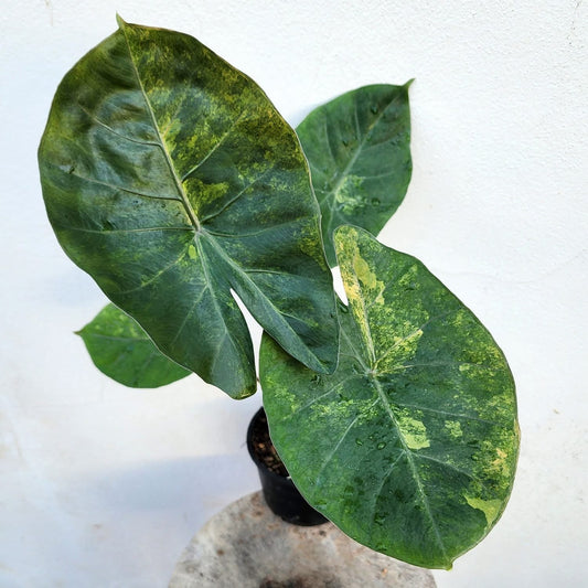 Alocasia Hybrid (Calidora x Flamingo x Infernalis) - Précommande Green and White Plants