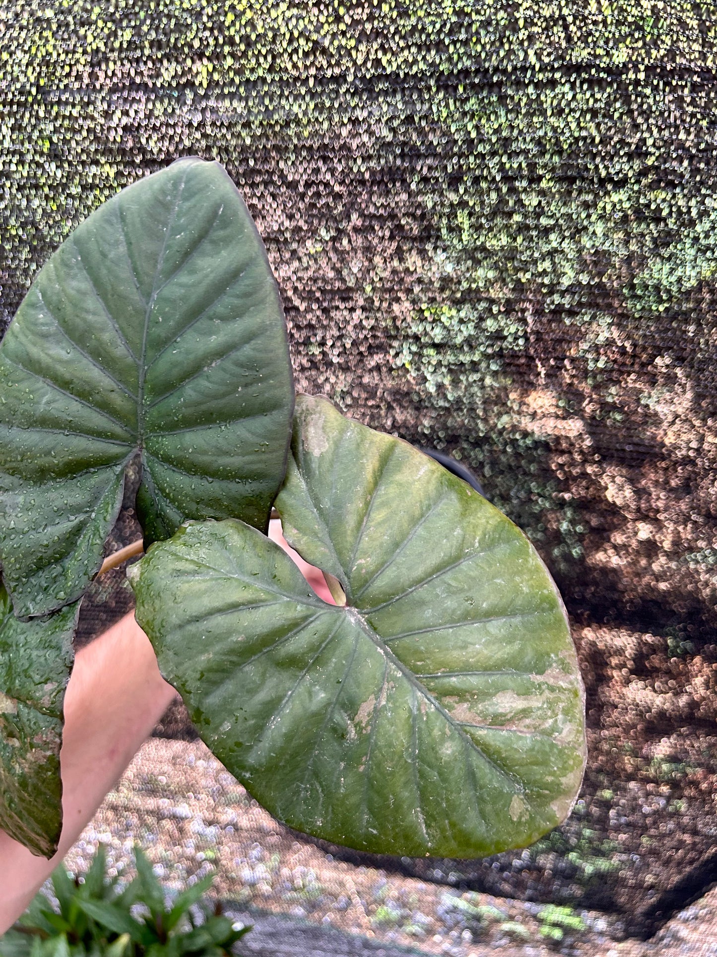Alocasia Serendipity Pink Low Variegata XL - Précommande Green and White Plants