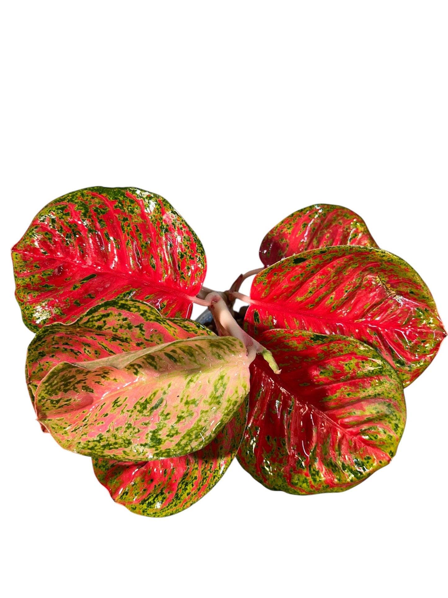 Aglaonema Sombat Siam Round Leaves Green and White Plants